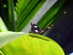 Butterfly at the Australian Butterfly Sanctuary