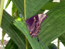 Butterfly at the Australian Butterfly Sanctuary