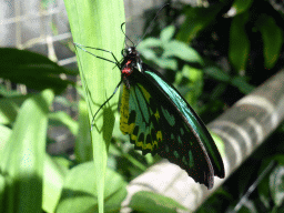 Butterfly at the Australian Butterfly Sanctuary