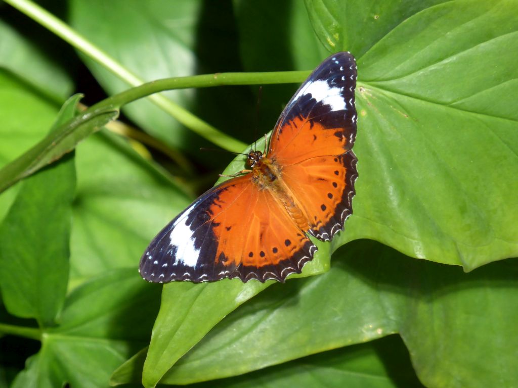 Butterfly at the Australian Butterfly Sanctuary