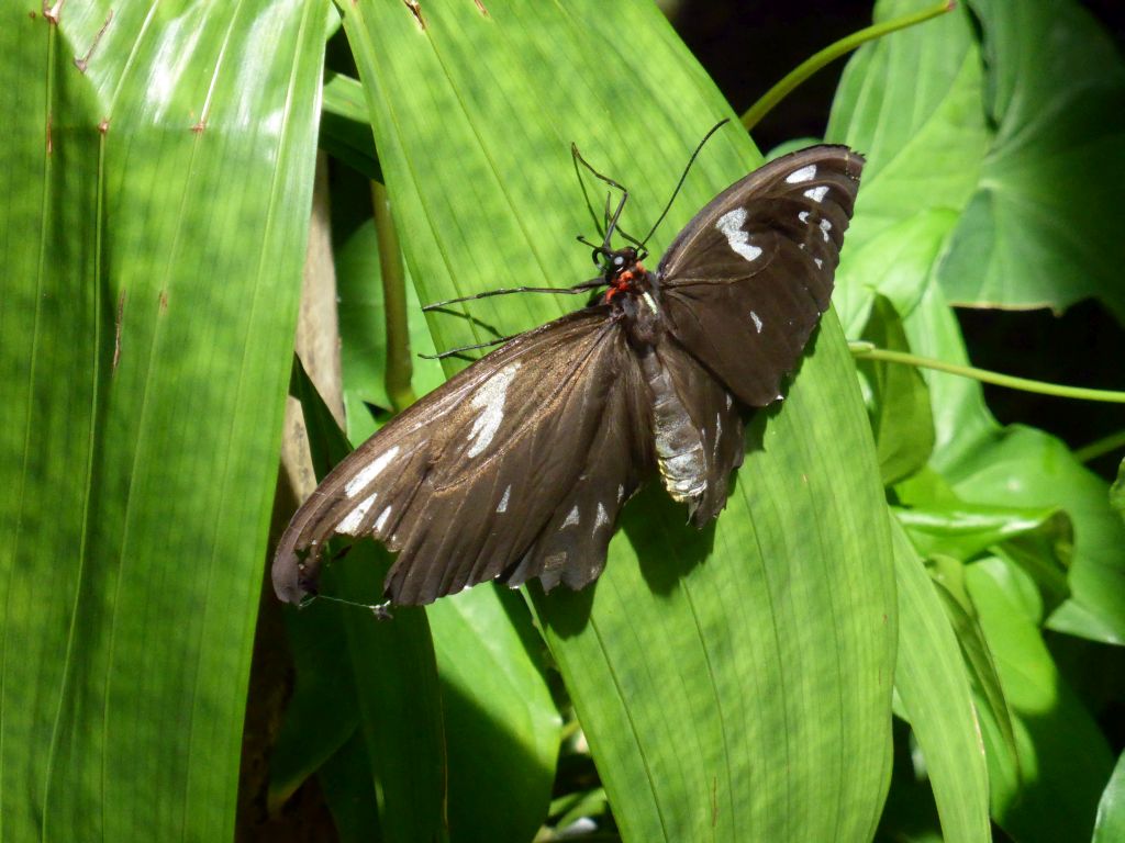 Butterfly at the Australian Butterfly Sanctuary