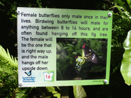 Information on the mating of Butterflies, at the Australian Butterfly Sanctuary
