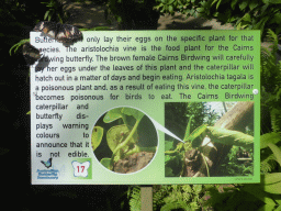 Information on the eggs of Butterflies, at the Australian Butterfly Sanctuary