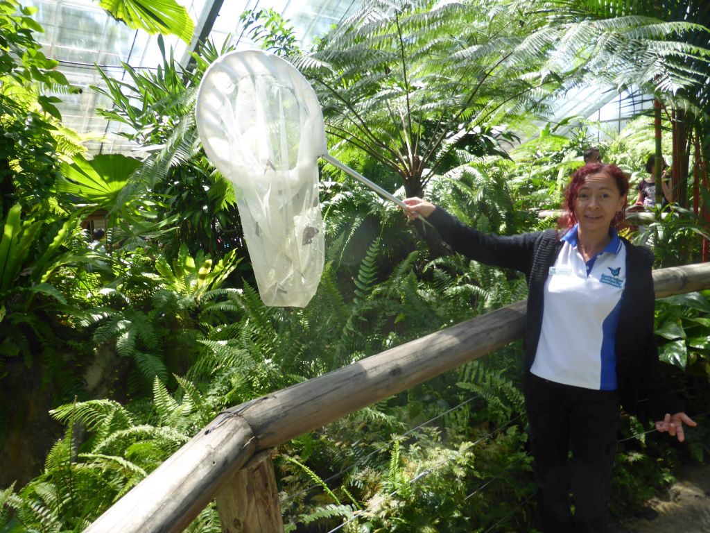 Butterflies being released at the Australian Butterfly Sanctuary