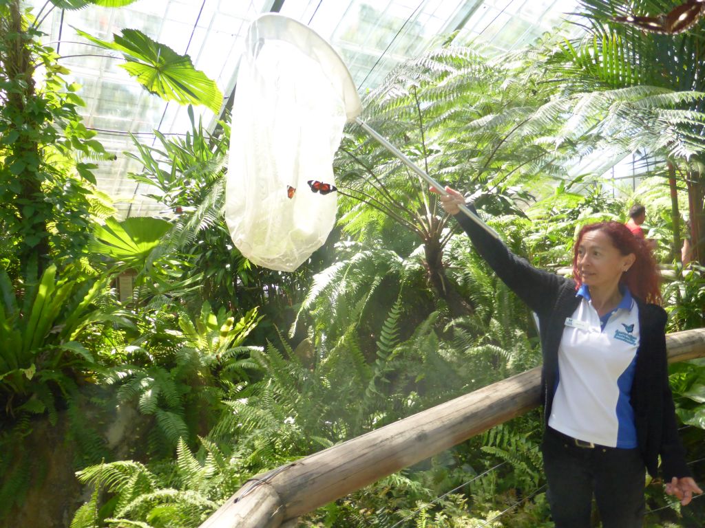 Butterflies being released at the Australian Butterfly Sanctuary