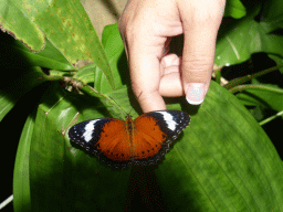 Butterfly at the Australian Butterfly Sanctuary