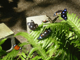 Butterflies at the Australian Butterfly Sanctuary