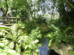 Stream at the Australian Butterfly Sanctuary