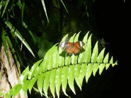 Butterfly at the Australian Butterfly Sanctuary