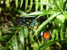 Butterflies at the Australian Butterfly Sanctuary