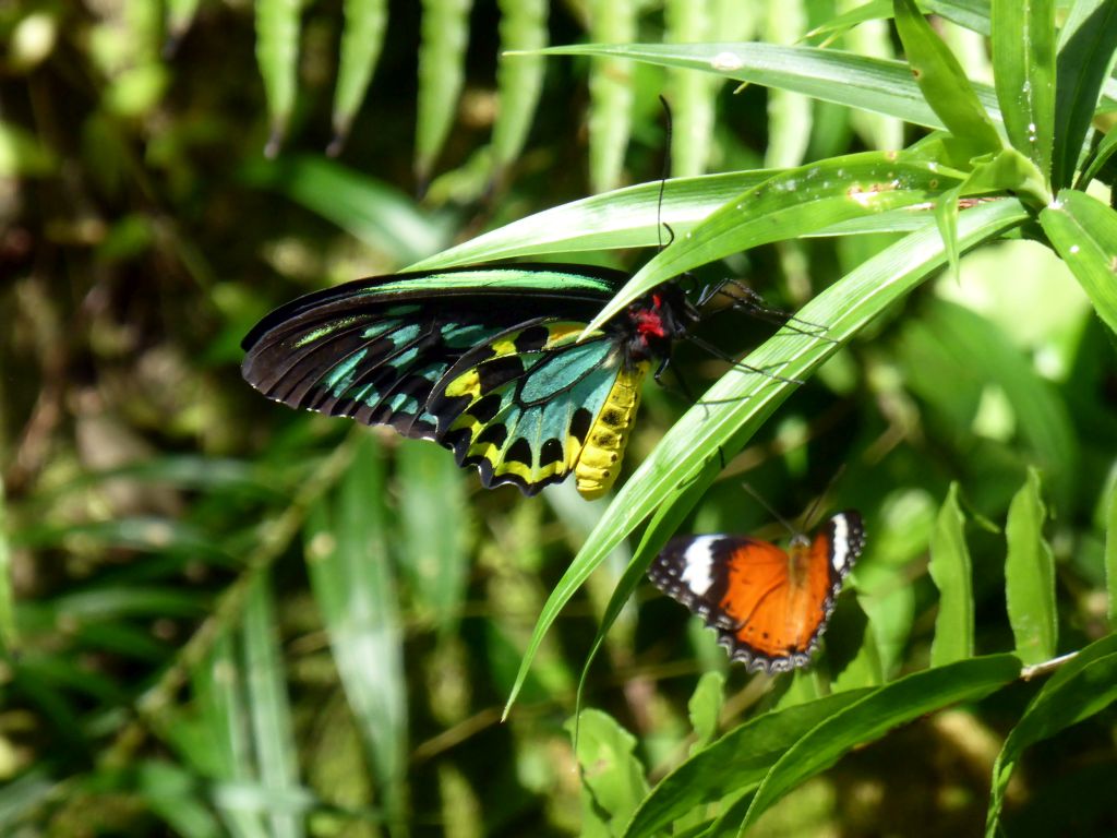 Butterflies at the Australian Butterfly Sanctuary