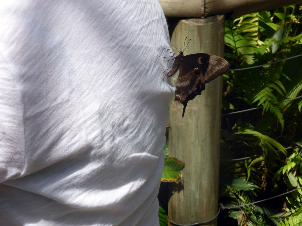 Butterfly on Tim`s back at the Australian Butterfly Sanctuary