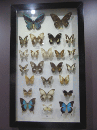 Conserved butterflies at the Australian Butterfly Sanctuary