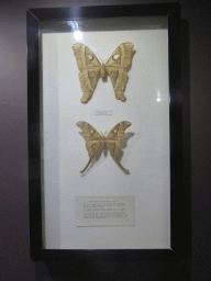 Conserved Hercules moths at the Australian Butterfly Sanctuary