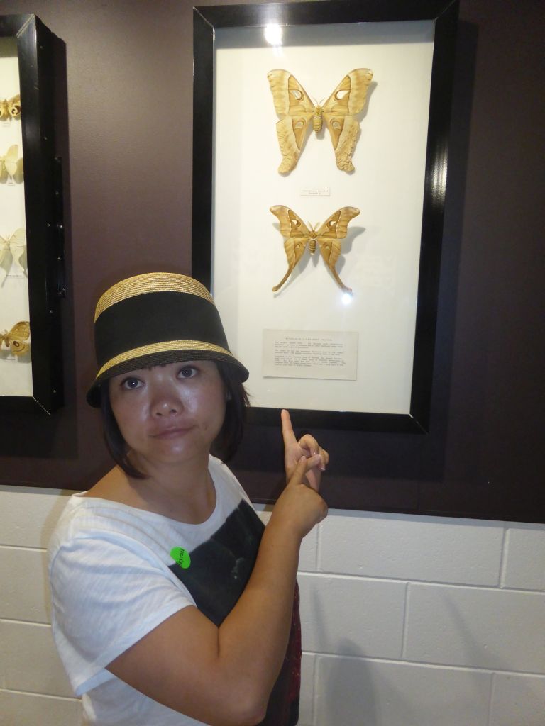 Miaomiao with conserved Hercules moths at the Australian Butterfly Sanctuary