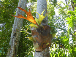 Tree with plant growing on it in front of the Heritage Markets