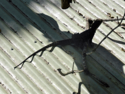 Lizard on a roof near the Frogs Restaurant at the Heritage Markets