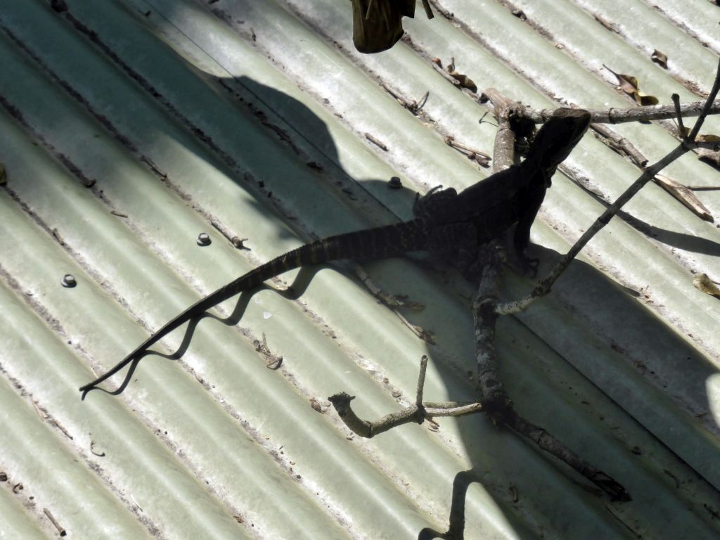 Lizard on a roof near the Frogs Restaurant at the Heritage Markets