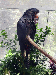 Black Cockatoo at the Birdworld Kuranda park