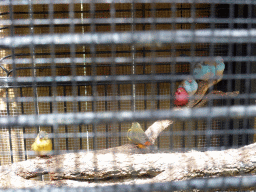 Small birds at the Birdworld Kuranda park
