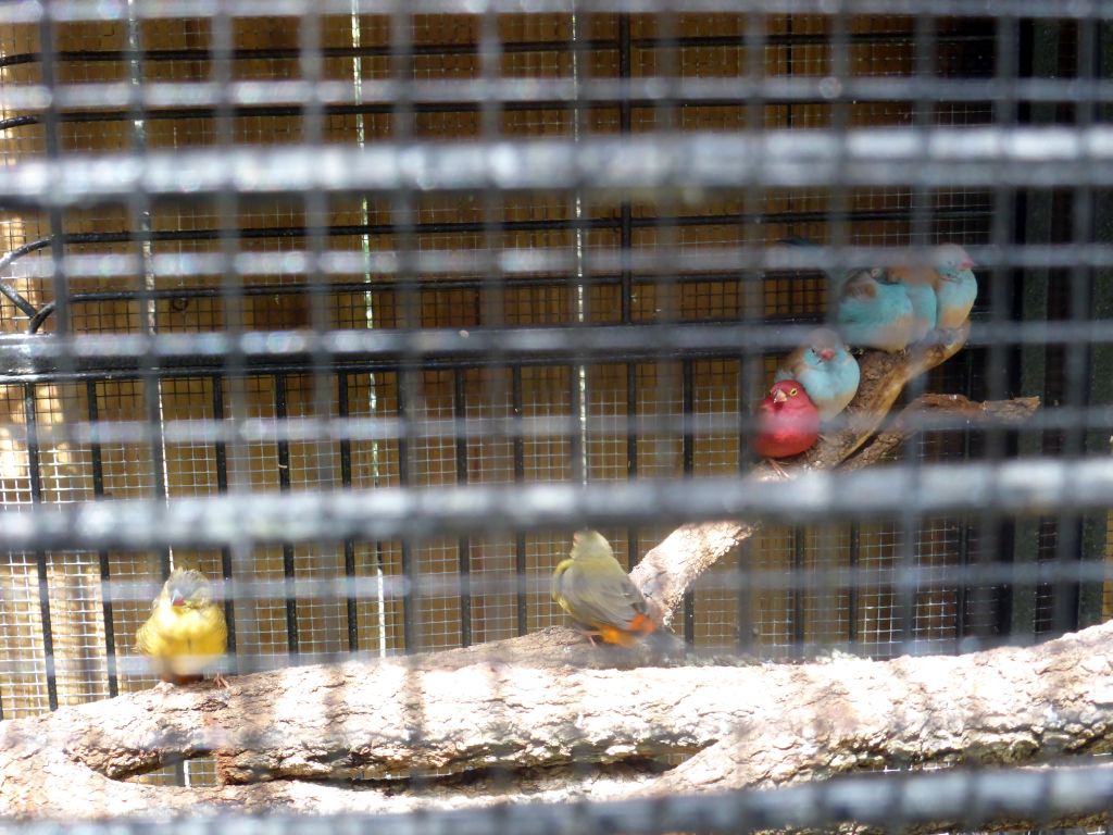 Small birds at the Birdworld Kuranda park