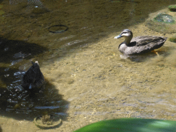 Whistling Ducks at the Birdworld Kuranda park