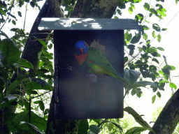 Rainbow Lorikeet at the Birdworld Kuranda park