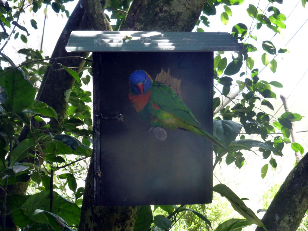 Rainbow Lorikeet at the Birdworld Kuranda park