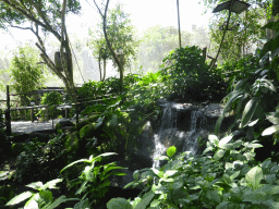 Waterfall at the Birdworld Kuranda park