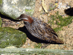 Banded Rail at the Birdworld Kuranda park