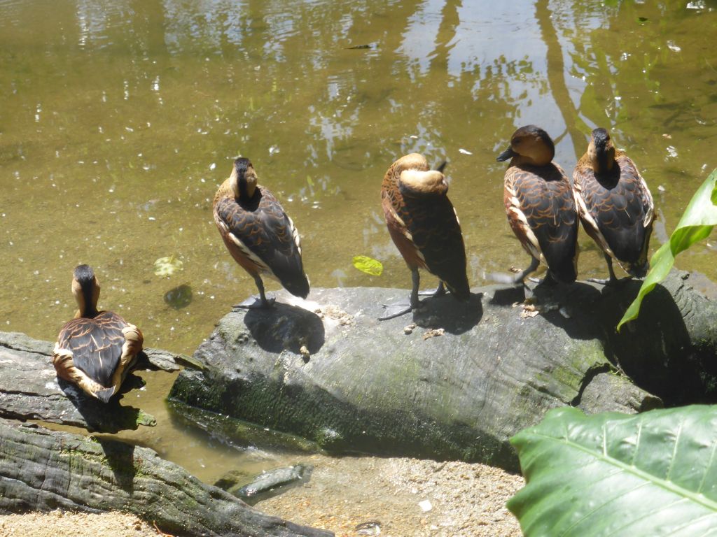 Whistling Ducks at the Birdworld Kuranda park