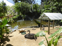 Black Swan and other birds at the Birdworld Kuranda park
