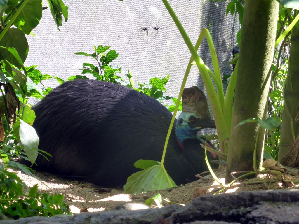 Cassowary at the Birdworld Kuranda park