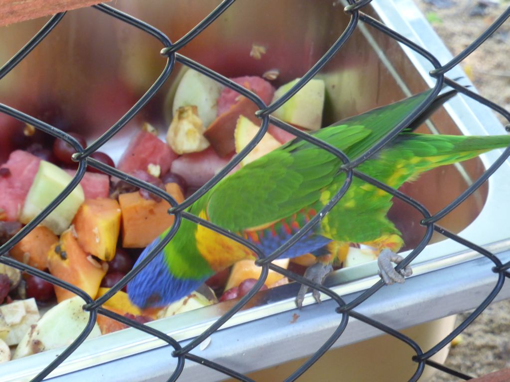 Rainbow Lorikeet at the Birdworld Kuranda park