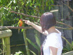 Miaomiao with a Sun Cunure Colombia at the Birdworld Kuranda park