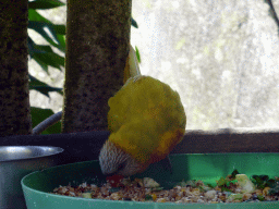 Parrot at the Birdworld Kuranda park