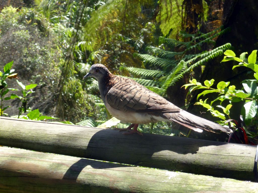 Bar-shouldered Dove at the Birdworld Kuranda park