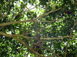 Galahs and other birds in a tree at the Birdworld Kuranda park