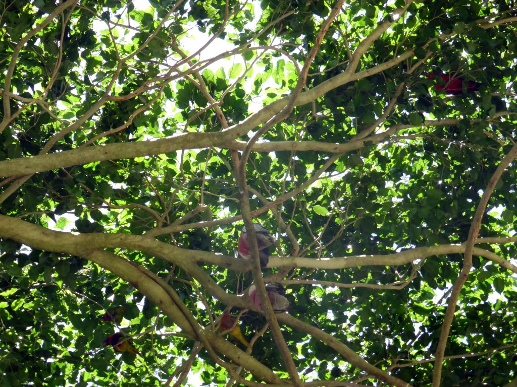 Galahs and other birds in a tree at the Birdworld Kuranda park