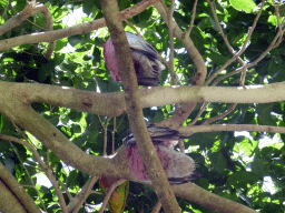 Galahs and an other bird in a tree at the Birdworld Kuranda park