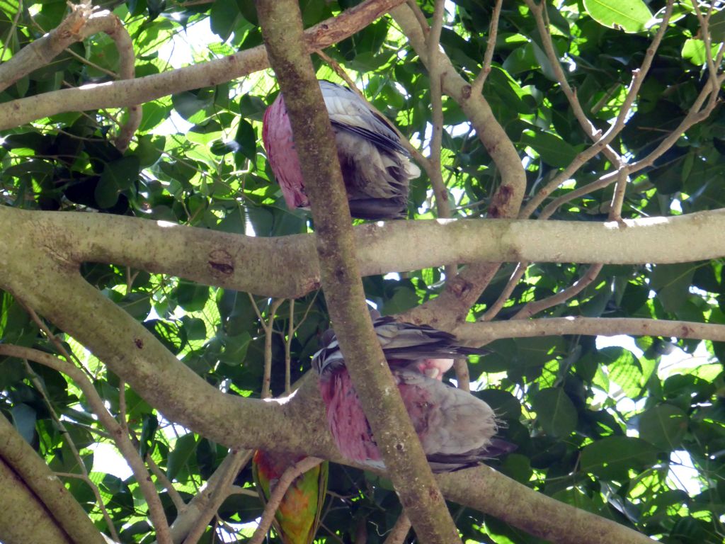 Galahs and an other bird in a tree at the Birdworld Kuranda park