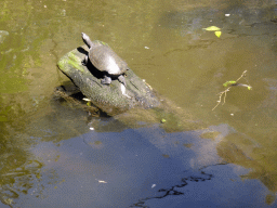 Turtle at the Birdworld Kuranda park