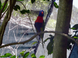 Rainbow Lorikeet at the Birdworld Kuranda park