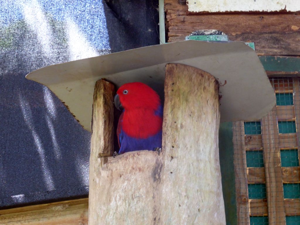 Eclectus Parrot at the Birdworld Kuranda park