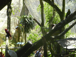 Eclectus Parrots at the Birdworld Kuranda park