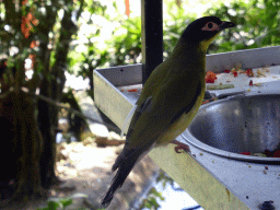 Figbird at the Birdworld Kuranda park