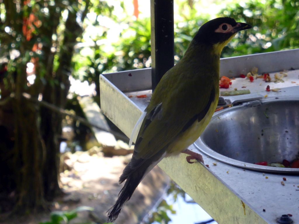 Figbird at the Birdworld Kuranda park