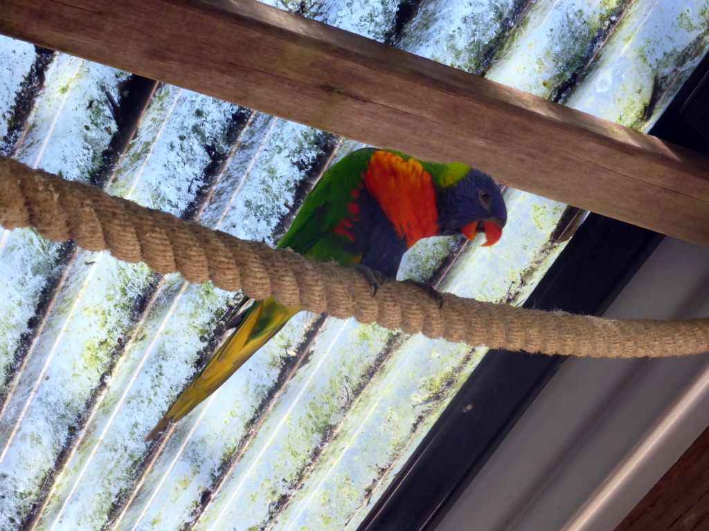 Rainbow Lorikeet at the Birdworld Kuranda park