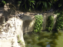 Freshwater Crocodiles at the Kuranda Koala Gardens