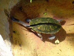 Eastern Long-necked Turtle at the Kuranda Koala Gardens